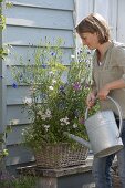 Sow summer flowers with seed ribbons in a basket box