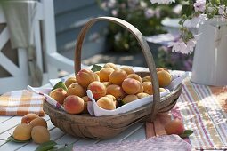 Frisch geerntete Aprikosen (Prunus armeniaca) in Spankorb