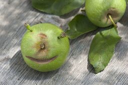 Green apple (Malus) with face