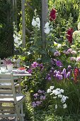 Sommerbeet mit Dahlia (Dahlien), Liatris (Prachtscharte), Cosmos