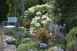 Beet mit Lilium (Lilien), Hydrangea arborescens 'Annabelle' (Hortensie)