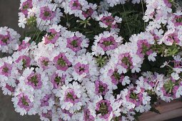 Verbena Lanai 'Pink Twister' (Eisenkraut)