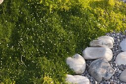 Flowering sagina (star moss) as ground cover