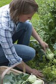 Frau erntet Kohlrabi