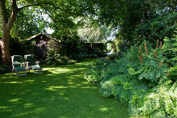 Lounging in the shade under a large tree, garden shed, beds with shade perennials, Osmunda (royal fern)
