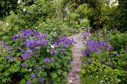 Geranium x magnificum (Cranesbill), Rosa (Roses) and Digitalis (Foxglove) by the path, view of small terrace with table and chairs