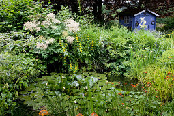 Kleiner Teich mit Nymphaea (Seerosen), Stauden am Ufer: Aruncus dioicus (Geißbart), Lysimachia punctata (Goldfelberich), Alchemilla (Frauenmantel), blaues Gartenhaus im Hintergrund