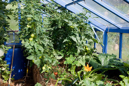 Gewächshaus mit Hochbeet: mit Stroh gemulchte Tomaten (Lycopersicon) und Zucchini (Cucurbita pepo)