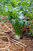 Celeriac (Apium graveolens var rapaceum) mulched with straw in the vegetable patch