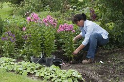 Fill gaps in the bed with flowering perennials (3/5)