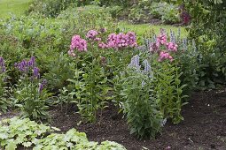 Fill gaps in the bed with flowering perennials (5/5)