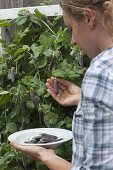 Capuchin pea 'Blauschokkers' in a wooden pot on the terrace