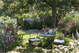 Shady seating under apple tree