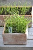 Shallot Seedlings (Allium ascalonicum) in terracotta box