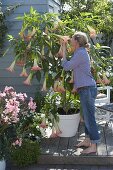 Datura 'Pink Favourite' (Engelstrompete)