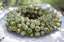Wreath made from Papaver somniferum (opium poppy) seed pods