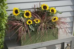 Green wooden box with Helianthus annuus (sunflowers) and Pennisetum