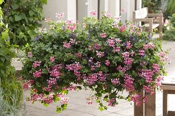 Pelargonium peltatum 'Ville de Paris Rosa', Scaevola aemula