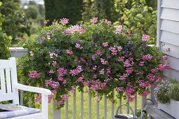 Pelargonium peltatum 'Ville de Paris rosa' (Hängegeranien), Scaevola aemula