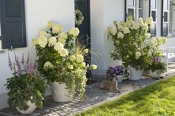 Entrance with Hydrangea 'Limelight' (panicle hydrangea)