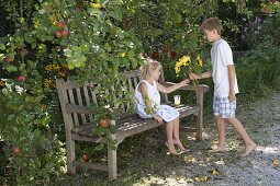 Girl on a wooden bench under an apple tree (Malus)