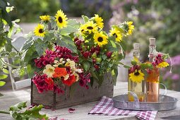 Helianthus (Sonnenblumen), Zierpaprika (Capsicum annuum)