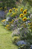 Helianthus 'Summer Breeze', Agastache 'Blue Fortune'