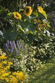 Helianthus 'Summer Breeze'(Sonnenblumen), Agastache'Blue Fortune'