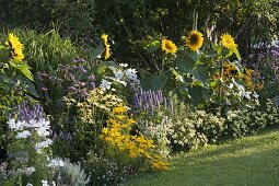 Helianthus 'Summer Breeze'(Sonnenblumen), Agastache'Blue Fortune'