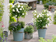 Roses in enameled metal buckets, Rosa 'Snow Meillandina'