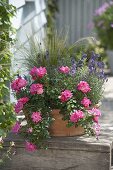 Terracotta bowl with Rosa 'Heidetraum' (ground cover rose), lavender
