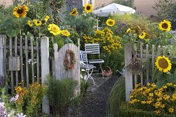 Bauerngarten mit Helianthus (Sonnenblumen), Helenium