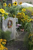 Bauerngarten mit Helianthus (Sonnenblumen), Helenium