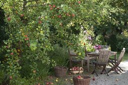 Set table next to apple tree (Malus), scented bouquet of pinks (roses)