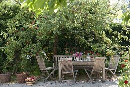 Gedeckter Tisch unterm Apfelbaum (Malus), Duftstrauß aus Rosa (Rosen)