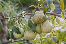 Pear 'Alexander Lukas' (European wild pear)