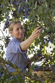 Woman picking plums (Prunus domestica)