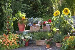 Naschterrasse mit Kräutern und Gemüse