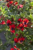 Cuphea llavea 'Tiny Mice' (Mickey Mouse plant)