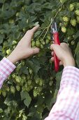 Harvesting cones of Humulus lupulus (hops) for herbal tea