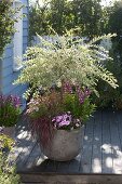 Salix integra 'Hakuro Nishiki' (Harlequin willow) small stem