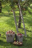 Apple harvest in the meadow orchard