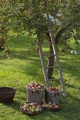 Apple harvest in orchard meadow