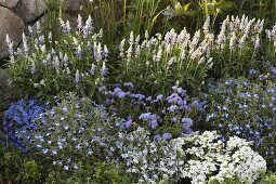 Blue-white bed by the fence