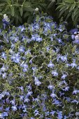 Blue-white bed by the fence