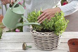 Planting herb basket 3/4