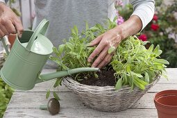Sage - planting a basket (4/5)