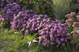 Aster dumosus 'Rose Crystal' (cushion aster), Miscanthus sinensis