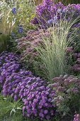 Aster dumosus 'Rose Crystal' (Kissenastern), Miscanthus sinensis