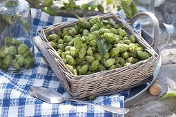 Brewing hop liqueur with vodka